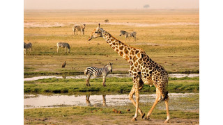 Thế giới của động vật hoang dã tại Botswana